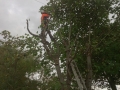 S Provan - Sycamore tree removal