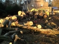 SD Provan - Large tree removal on country estate