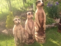 SD Provan - Meerkats