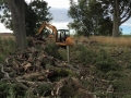 SD Provan Clearing Dead Elm Trees on Balcaskie Estate 2