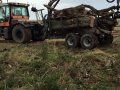 SD Provan Clearing Dead Elm Trees on Balcaskie Estate 3