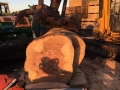 SD Provan Log Cutting 2